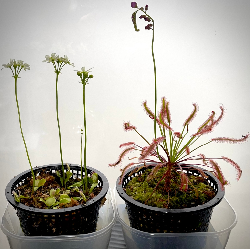 Photograph shows Venus flytraps and a Cape sundew with flowers. Both are carnivorous plants.